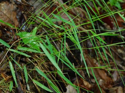 Dichanthelium dichotomum, photographed by Michael J. Papay