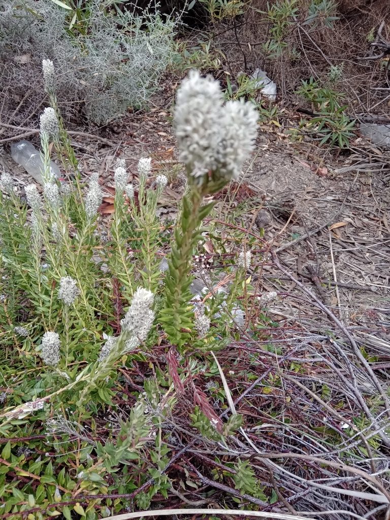 Phylica spicata, photographed by melda