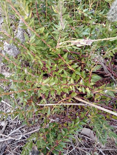 Phylica spicata, photographed by melda