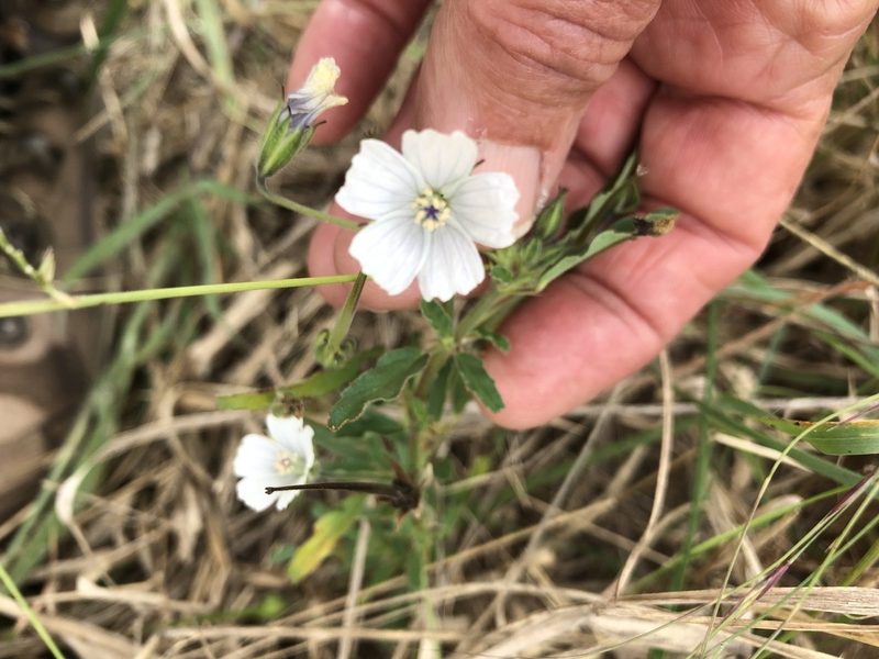 Monsonia glauca, photographed by Caroline Voget