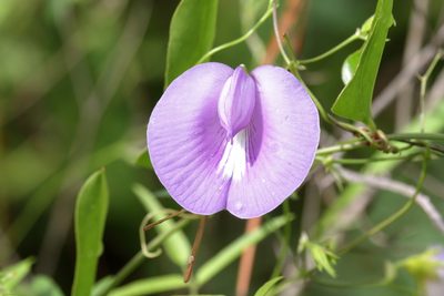 Centrosema virginianum, photographed by Lauren McLaurin