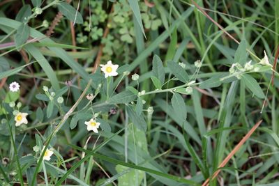 Sida rhombifolia, photographed by Lauren McLaurin