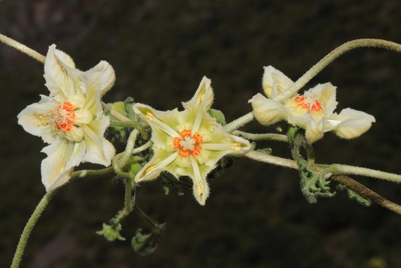 Caiophora dederichiorum, photographed by Paúl Gonzáles
