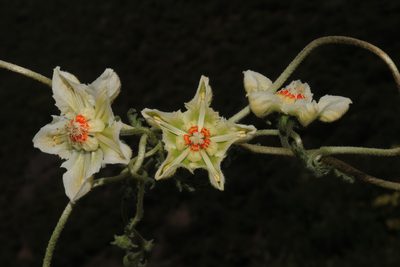 Caiophora dederichiorum, photographed by Paúl Gonzáles
