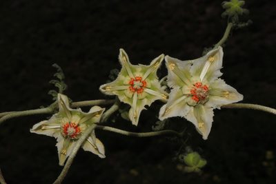 Caiophora dederichiorum, photographed by Paúl Gonzáles