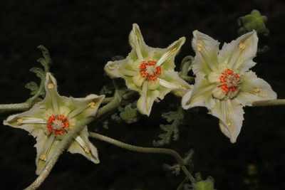 Caiophora dederichiorum, photographed by Paúl Gonzáles