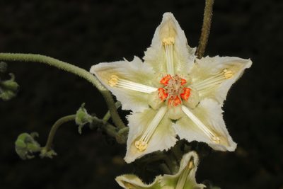 Caiophora dederichiorum, photographed by Paúl Gonzáles