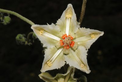 Caiophora dederichiorum, photographed by Paúl Gonzáles