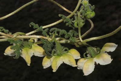 Caiophora dederichiorum, photographed by Paúl Gonzáles