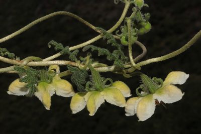 Caiophora dederichiorum, photographed by Paúl Gonzáles
