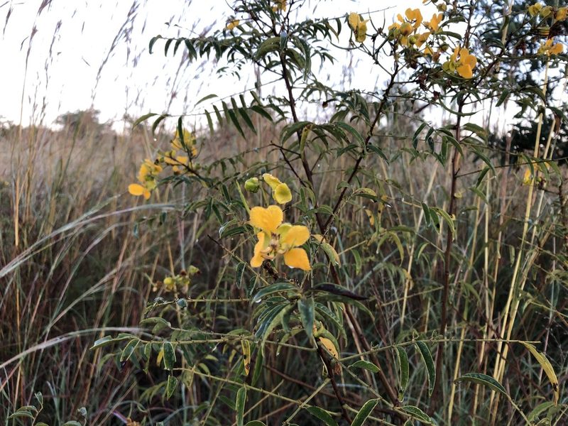 Senna petersiana, photographed by Caroline Voget