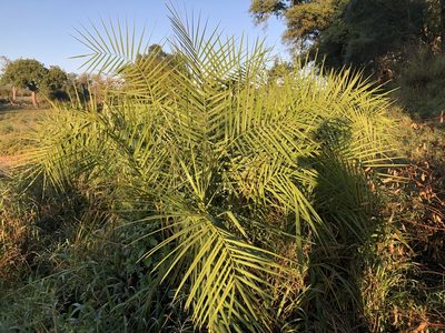 Phoenix reclinata, photographed by Caroline Voget