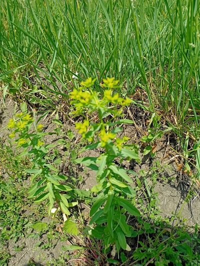 Euphorbia platyphyllos, photographed by mnauky