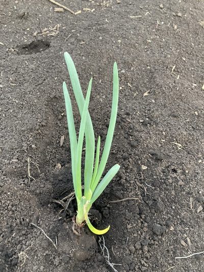 Allium cepa, photographed by Caleb Catto