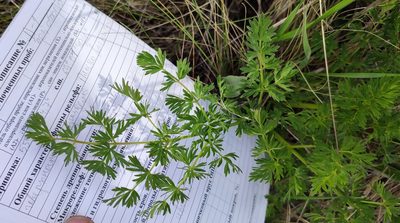 Peucedanum alsaticum, photographed by Yurii Basov