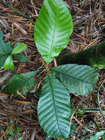 Cupania americana, photographed by Thalia M. Mite