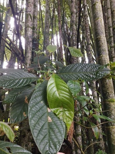 Nectandra mollis, photographed by Thalia M. Mite