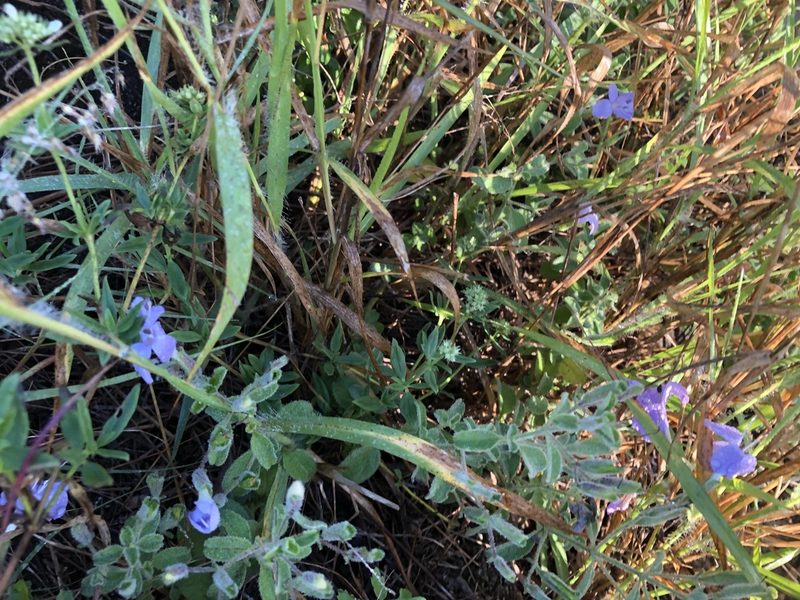 Barleria obtusa, photographed by Caroline Voget