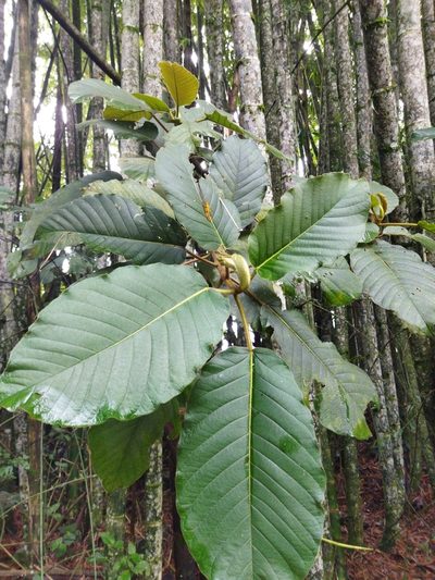 Ficus tequendamae, photographed by Thalia M. Mite