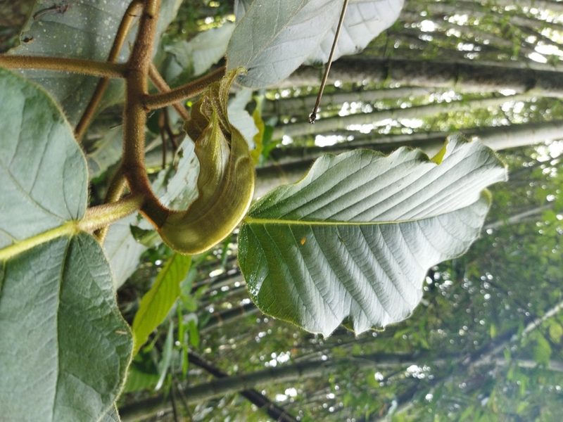 Ficus tequendamae, photographed by Thalia M. Mite