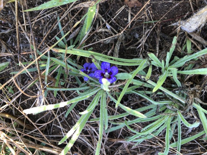 Aptosimum lineare, photographed by Caroline Voget