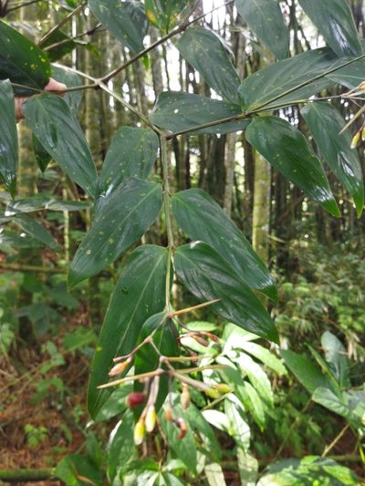 Stromanthe tonckat, photographed by Thalia M. Mite