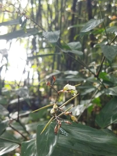 Stromanthe tonckat, photographed by Thalia M. Mite