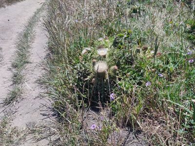 Cirsium quercetorum, photographed by Alexander Wentworth