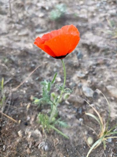Roemeria pavonina, photographed by Samantha Bazan