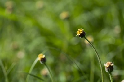Tridax procumbens, photographed by Licheng Shih