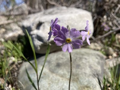 Primula mistassinica, photographed by Derek