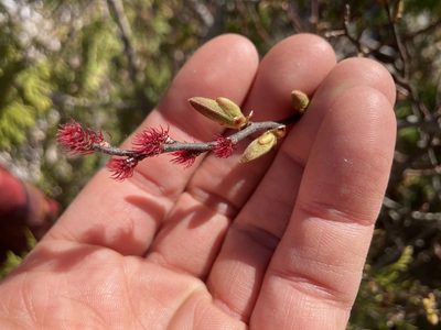 Myrica gale, photographed by Derek