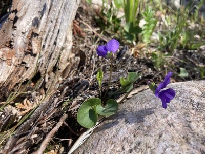 Viola nephrophylla, photographed by Derek