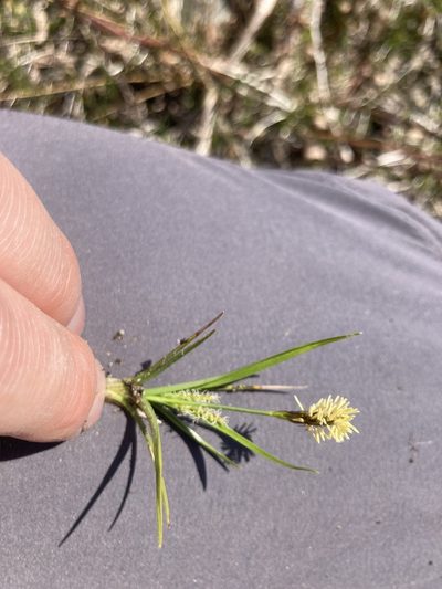 Carex crawei, photographed by Derek