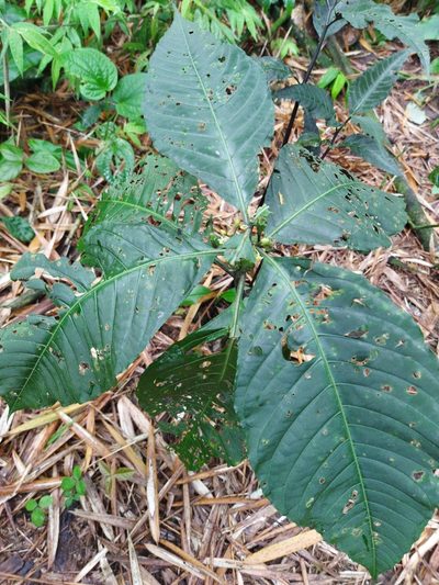 Solanum anceps, photographed by Thalia M. Mite