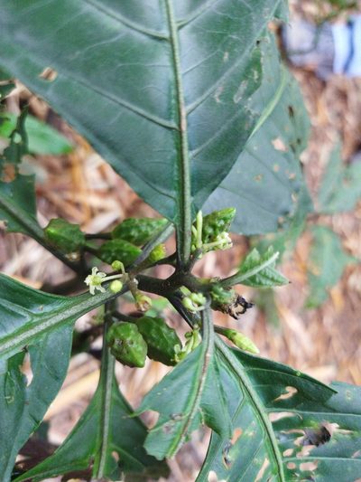 Solanum anceps, photographed by Thalia M. Mite