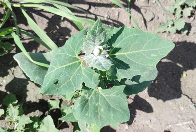 Atriplex sagittata, photographed by Yurii Basov