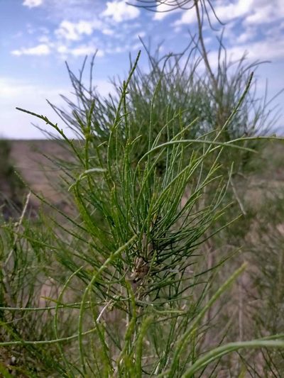 Haloxylon ammodendron, photographed by Samantha Bazan
