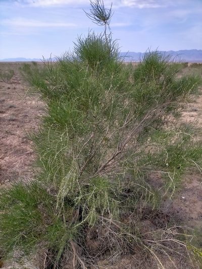 Haloxylon ammodendron, photographed by Samantha Bazan