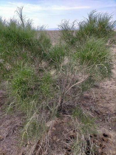 Haloxylon ammodendron, photographed by Samantha Bazan