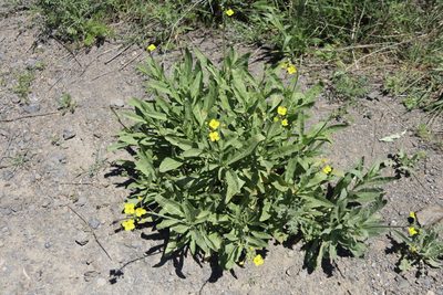 Diplotaxis tenuifolia, photographed by Edmundas Greimas