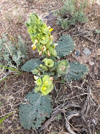 Phlomoides molucelloides, photographed by Samantha Bazan