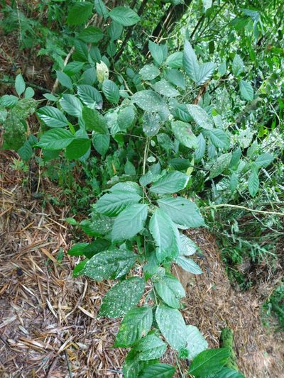 Acalypha diversifolia, photographed by Thalia M. Mite