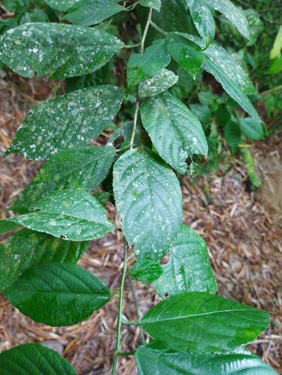 Acalypha diversifolia, photographed by Thalia M. Mite