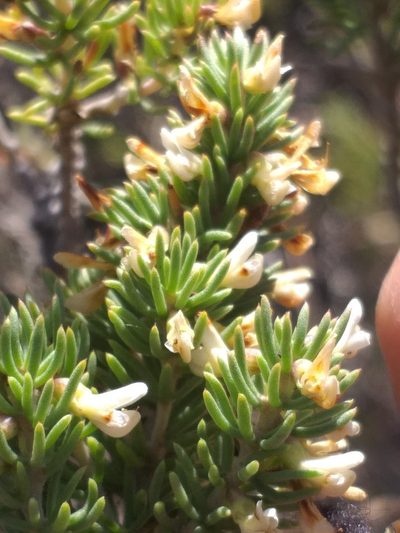 Aspalathus albomagnifica, photographed by kevin koen