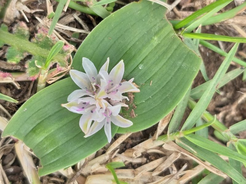 Lachenalia ensifolia, photographed by kevin koen