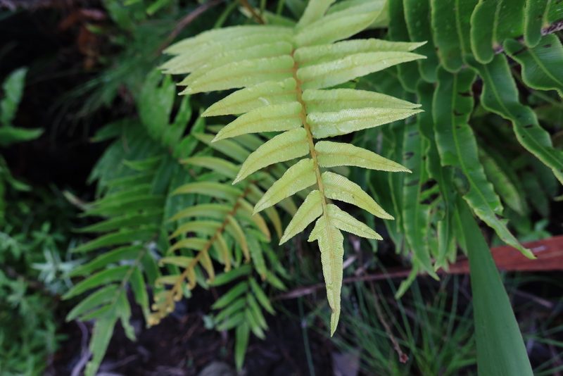 Parablechnum capense, photographed by Diana Studer
