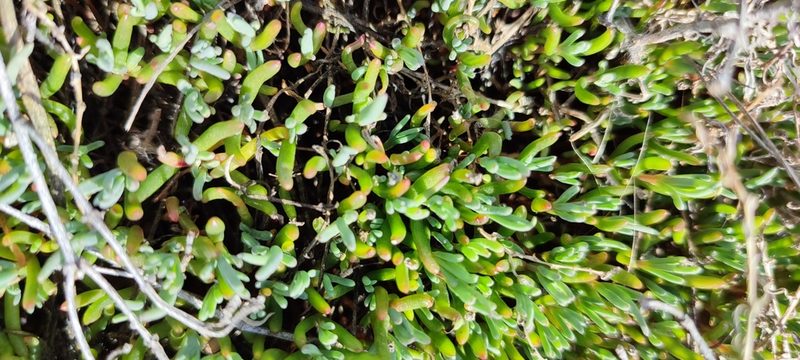 Salicornia perennans, photographed by Yurii Basov