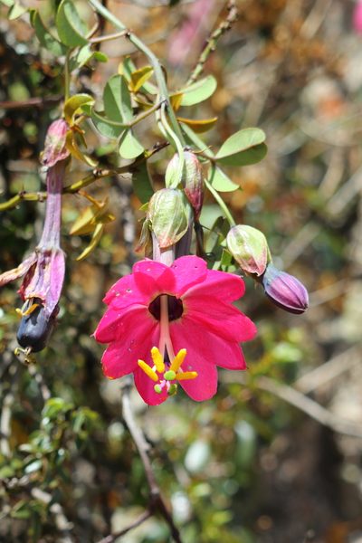 Passiflora huamachucoensis, photographed by Paúl Gonzáles