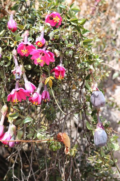 Passiflora huamachucoensis, photographed by Paúl Gonzáles
